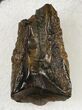 Triceratops Shed Tooth - Montana #20390-1